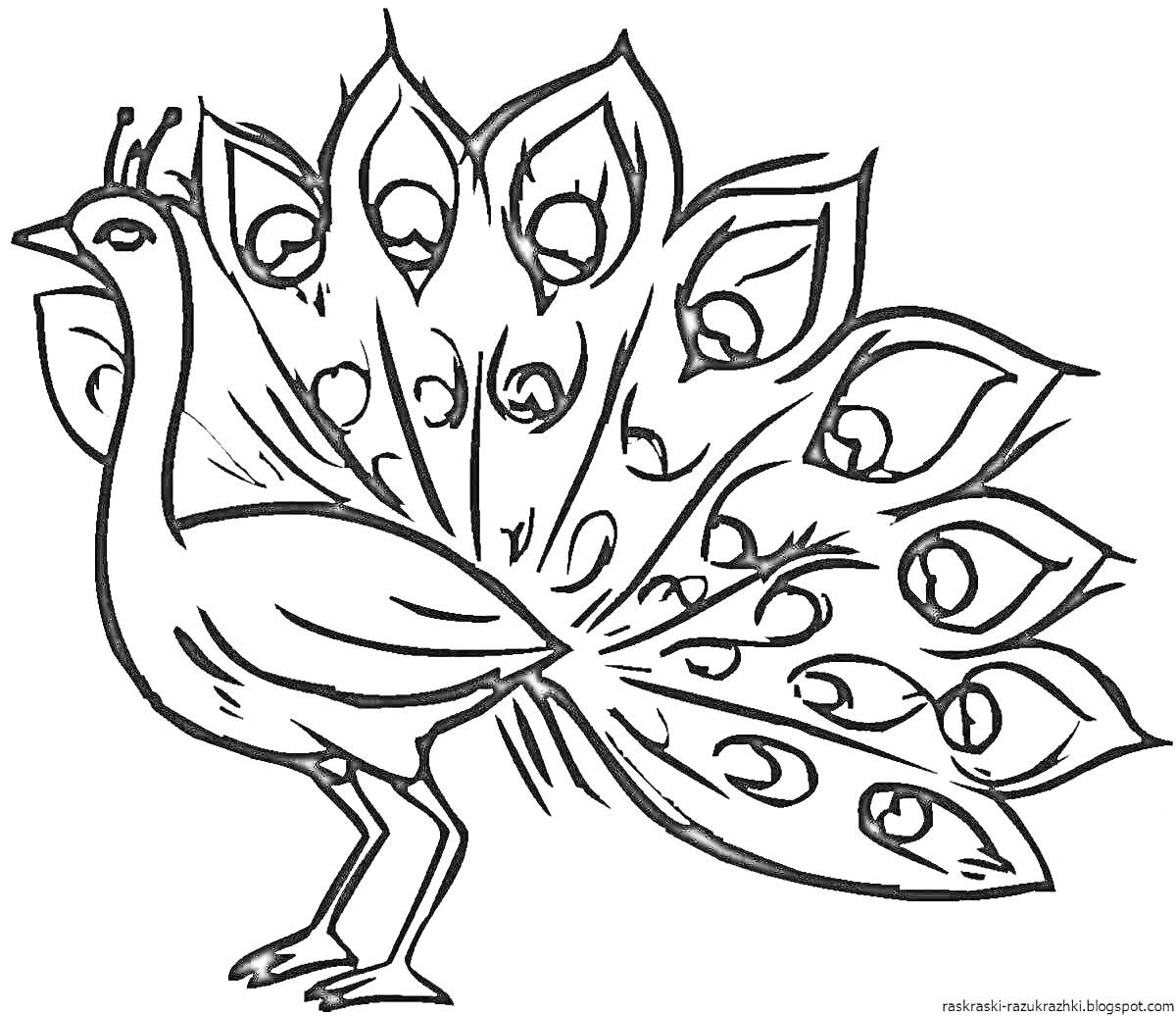 Раскраска Волшебная птица с узорчатым хвостом