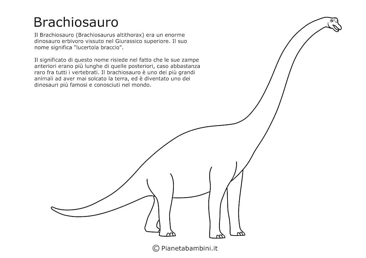 Раскраска Брахиозавр с текстом о динозавре на итальянском языке.