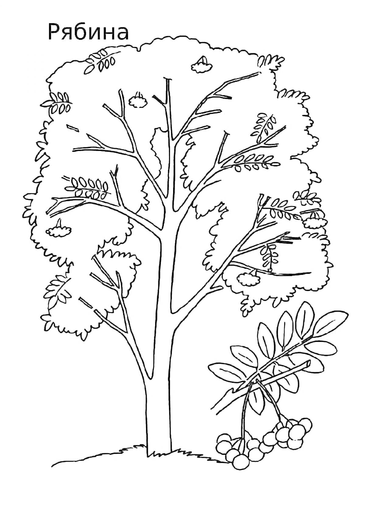Раскраска Рябина с ягодами на ветке