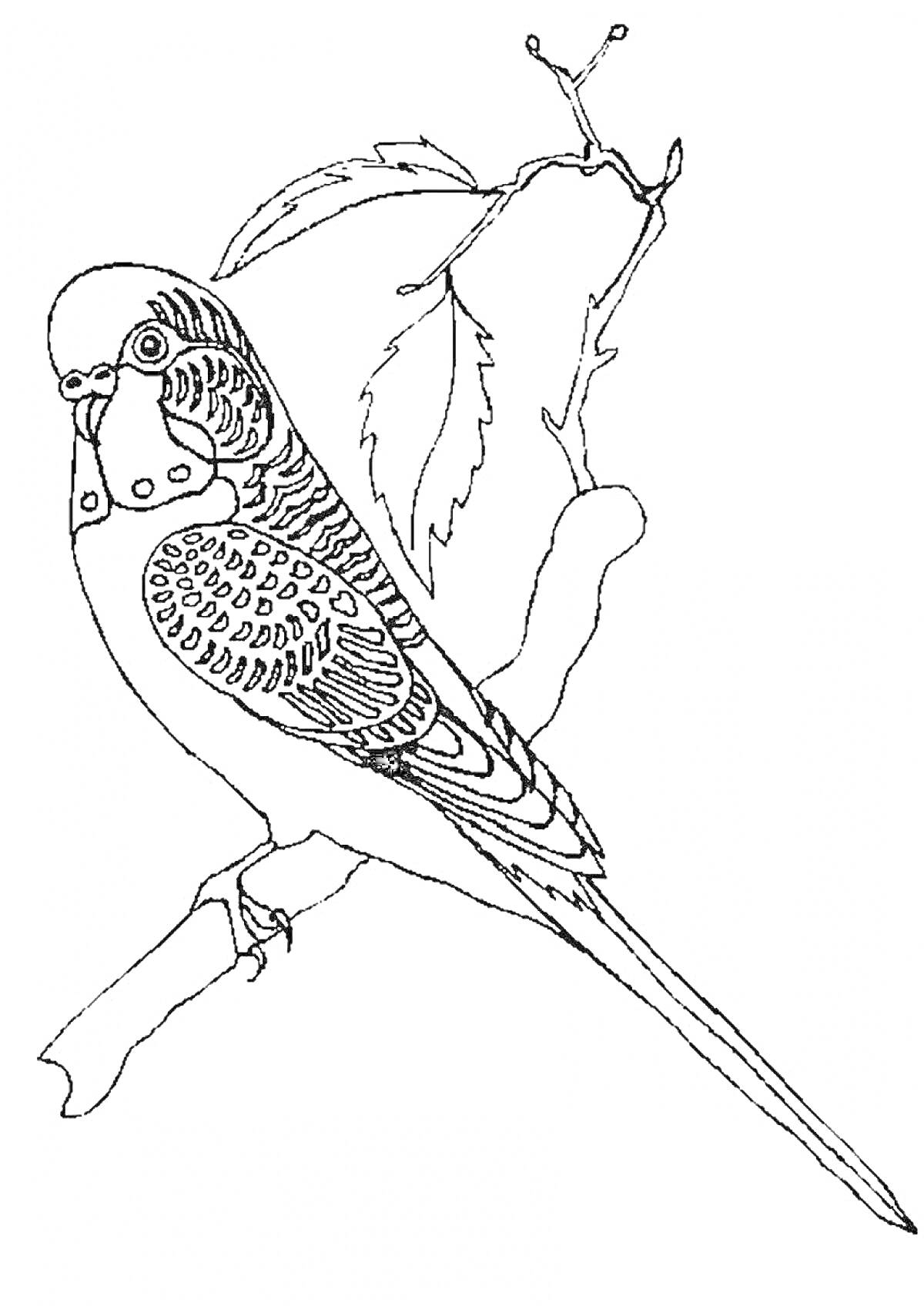 На раскраске изображено: Ветка, Листья, Птица