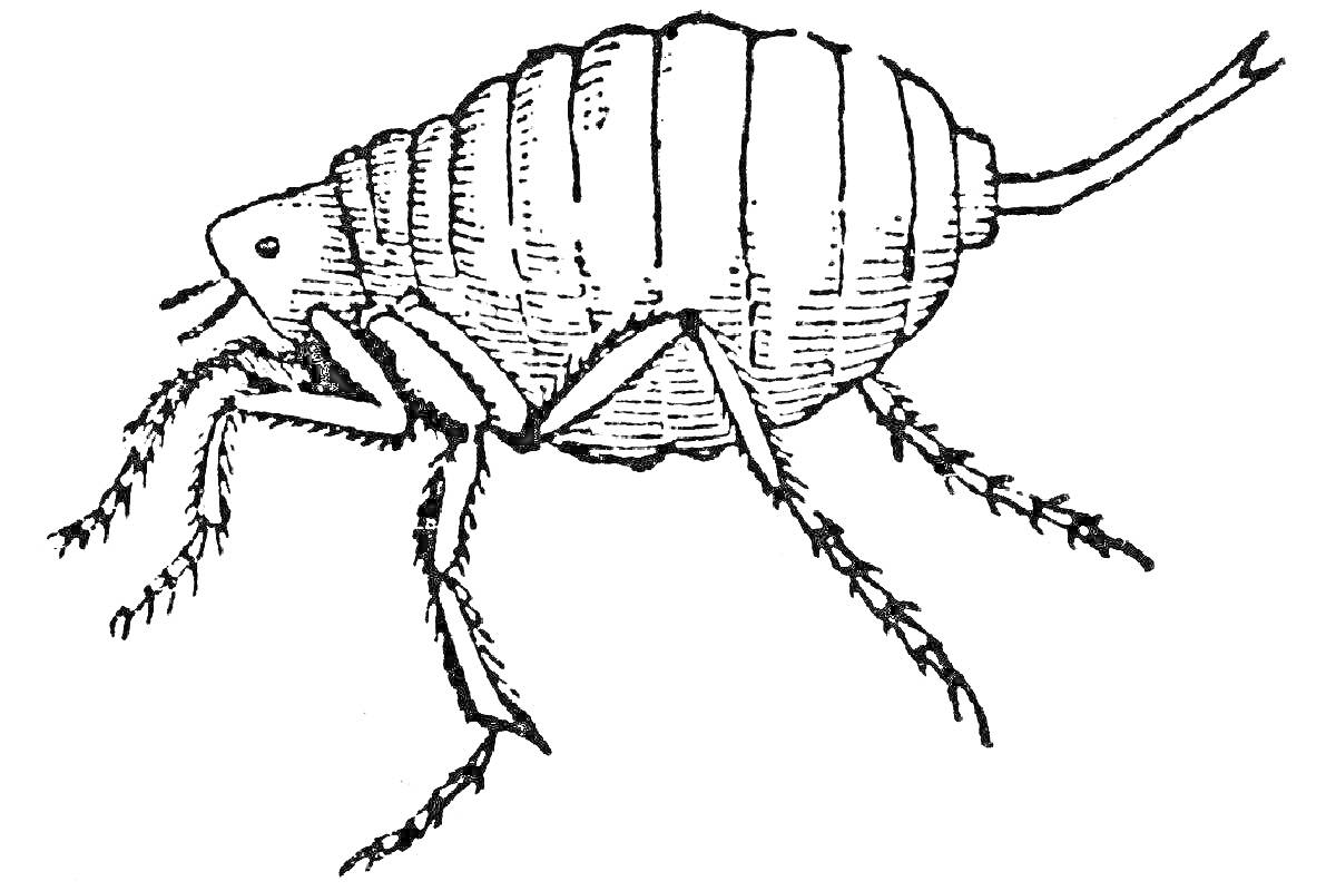 Блоха с шестью лапами