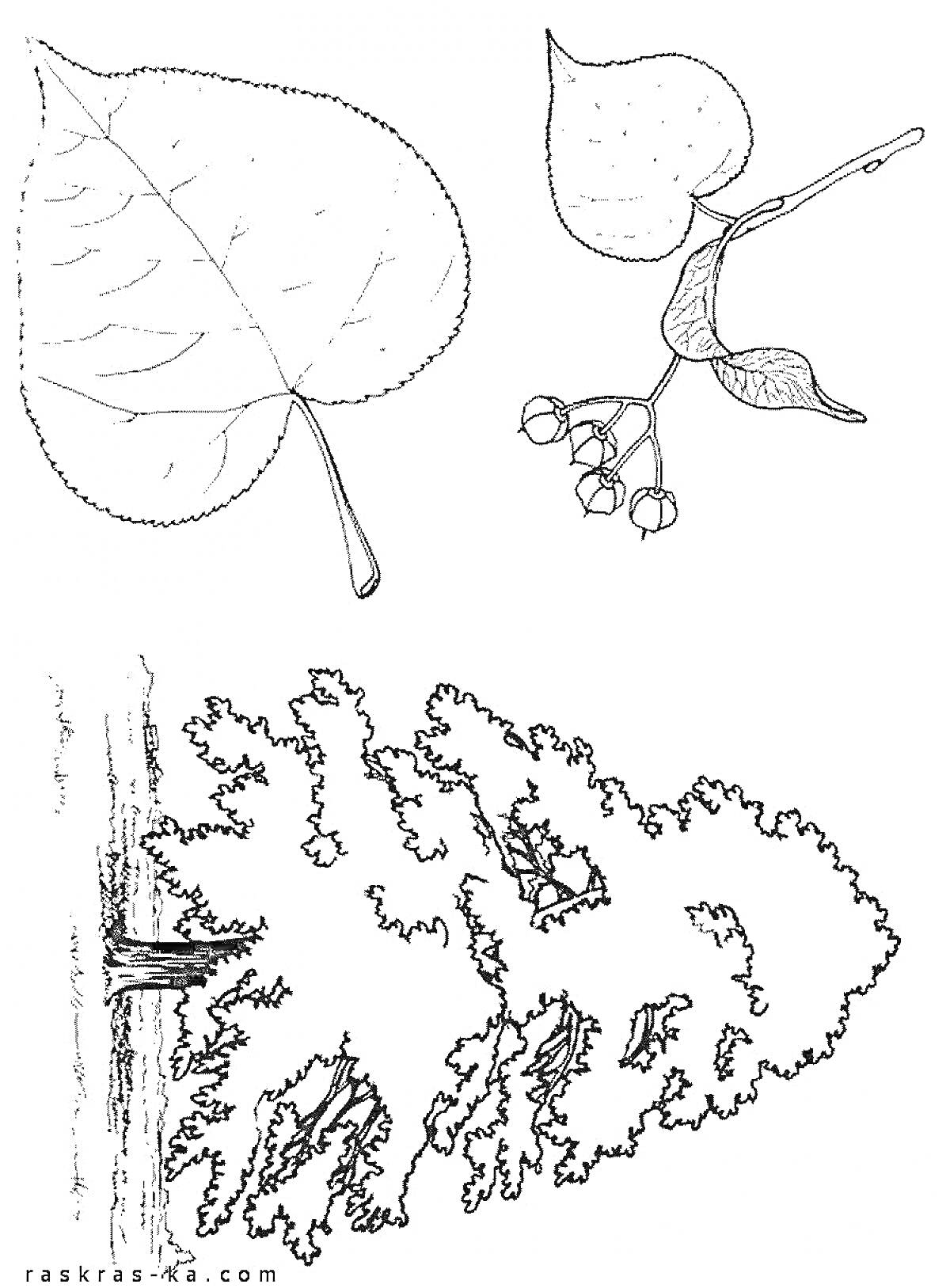 Раскраска Липовое дерево с листьями и соцветиями