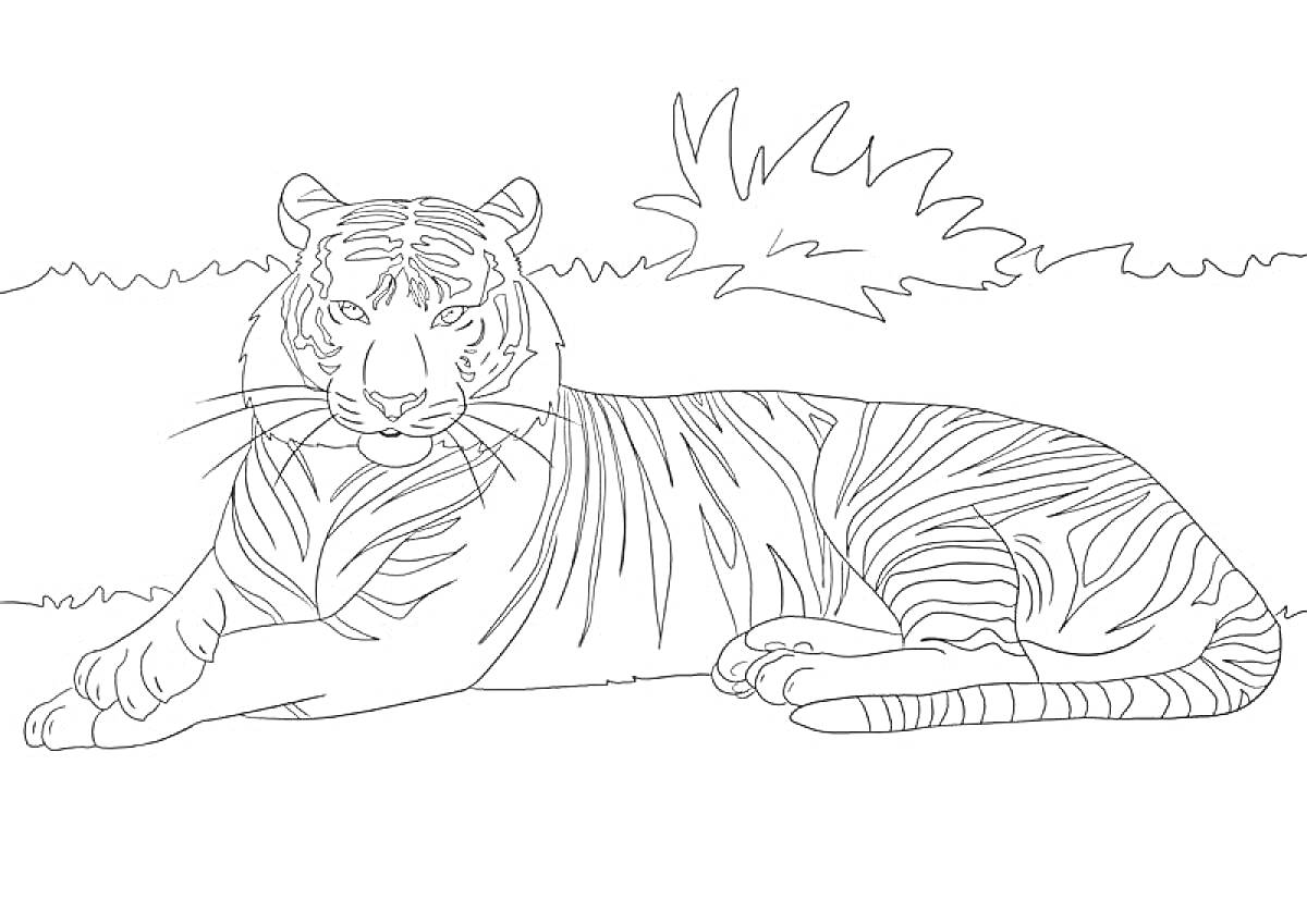Раскраска Амурский тигр лежащий на земле рядом с кустами