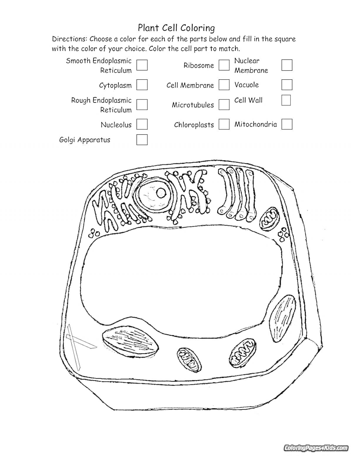 Раскраска Растительная клетка с обозначениями элементов (гладкая ЭПС, рибосомы, ядро, цитоплазма, клеточная мембрана, вакуоль, шероховатая ЭПС, микротрубочки, клеточная стенка, аппарат Гольджи, хлоропласты, митохондрии)