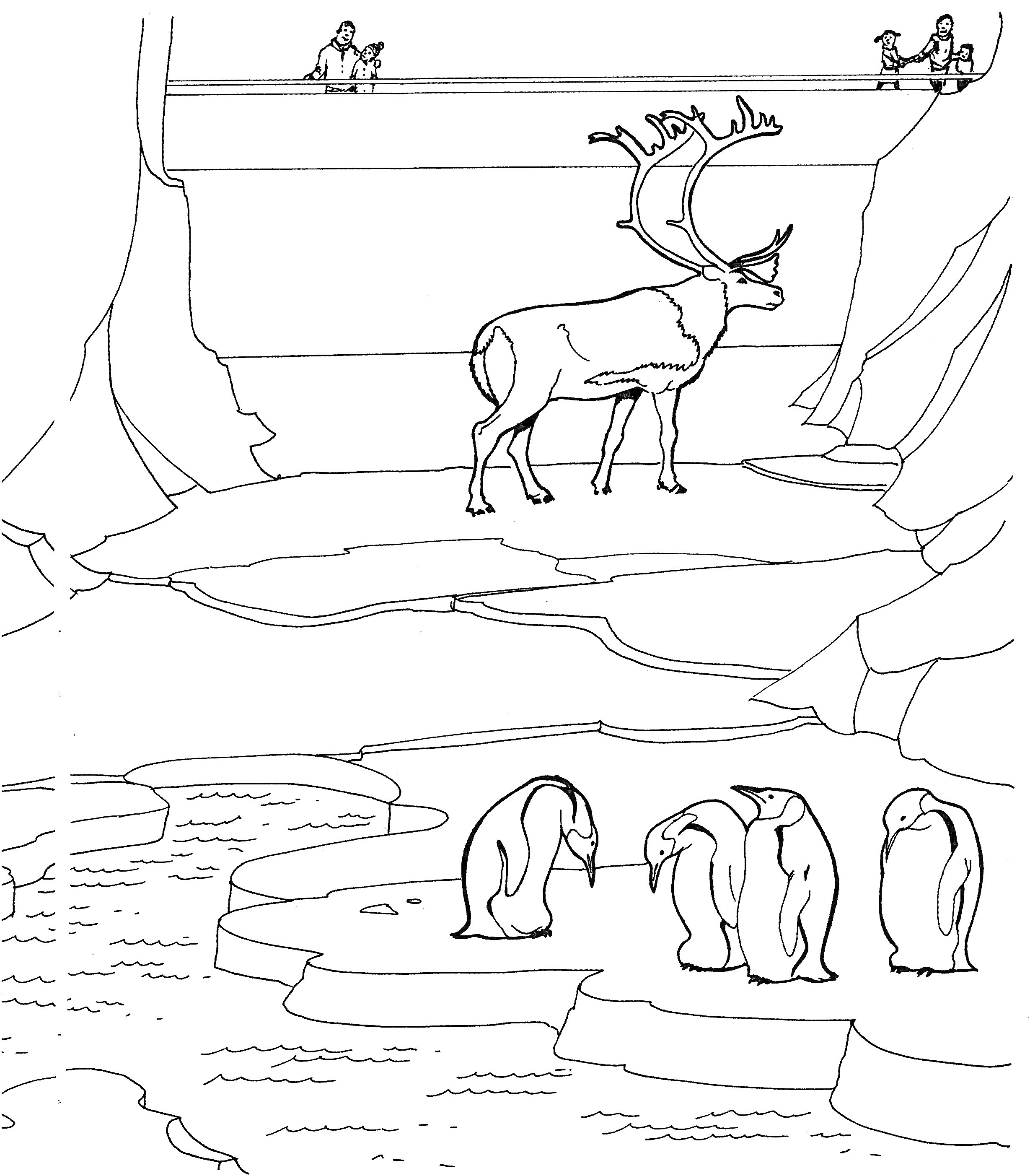 На раскраске изображено: Олень, Пингвины, Зима, Север, 3-4 года, Природа, Животные, Лед, Скалы