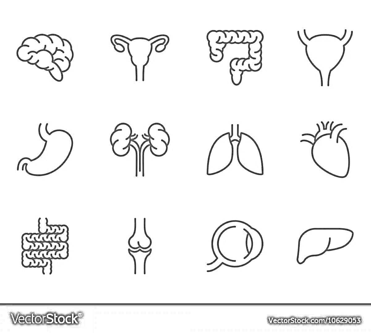 Раскраска Мозг, матка, толстая кишка, мочевой пузырь, желудок, почки, легкие, сердце, кишечник, колено, глаз, печень