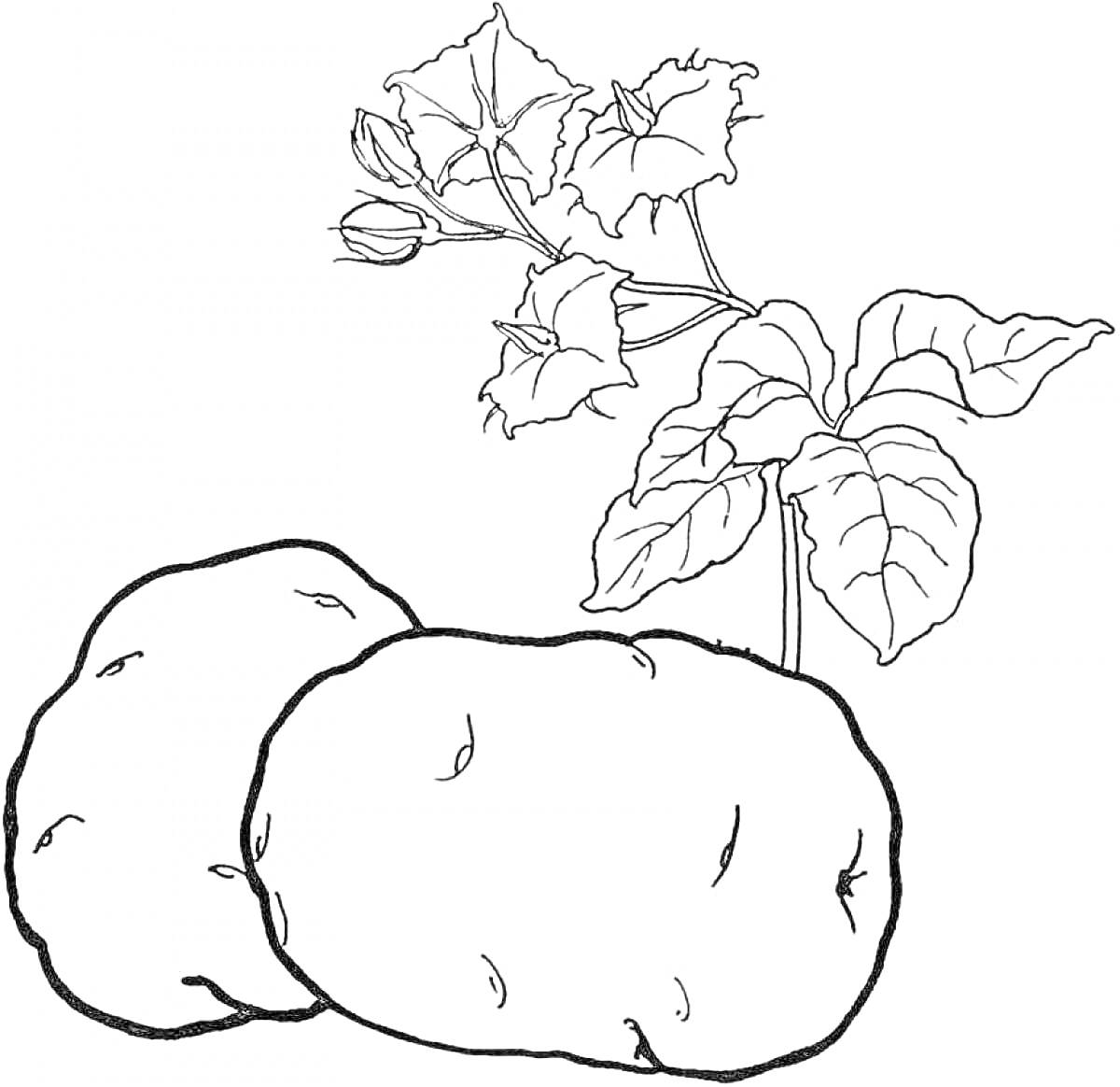 Раскраска Картофель с побегами и листьями