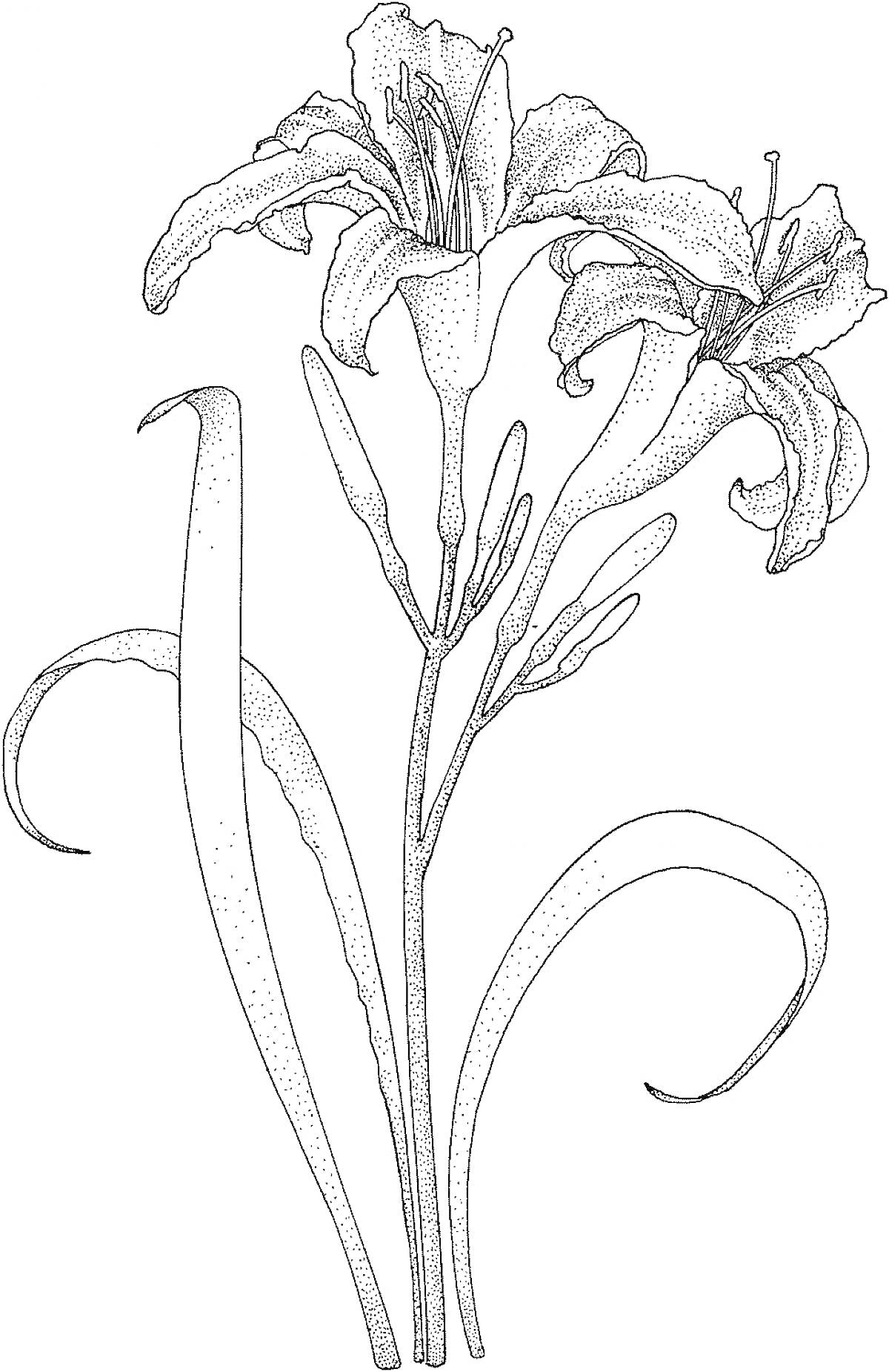 На раскраске изображено: Лилии, Цветы, Ботаника, Бутон
