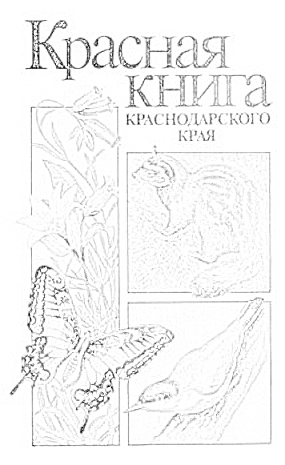 Раскраска Красная книга Краснодарского края с цветком, бабочкой, грызуном и птицей