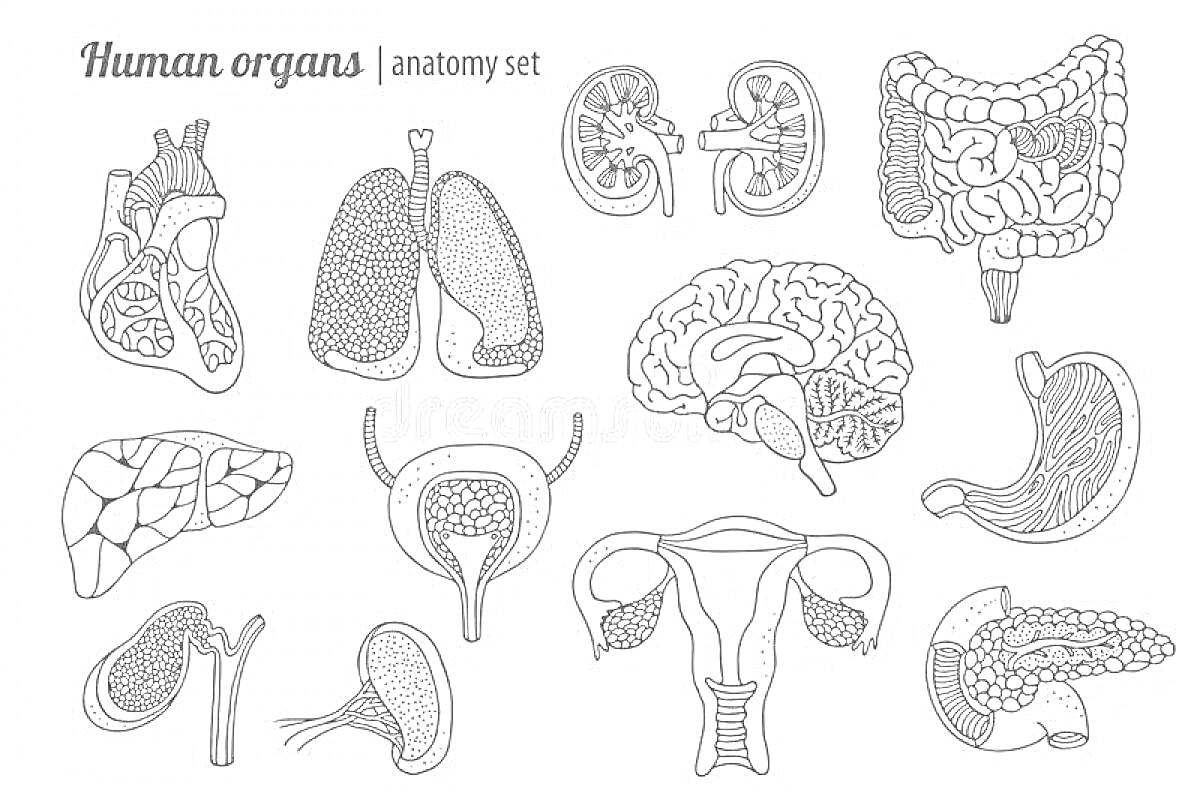 На раскраске изображено: Анатомия, Внутренние органы, Легкие, Почки, Кишечник, Печень, Желудок, Мозг, Мочевой пузырь, Поджелудочная железа, Селезёнка