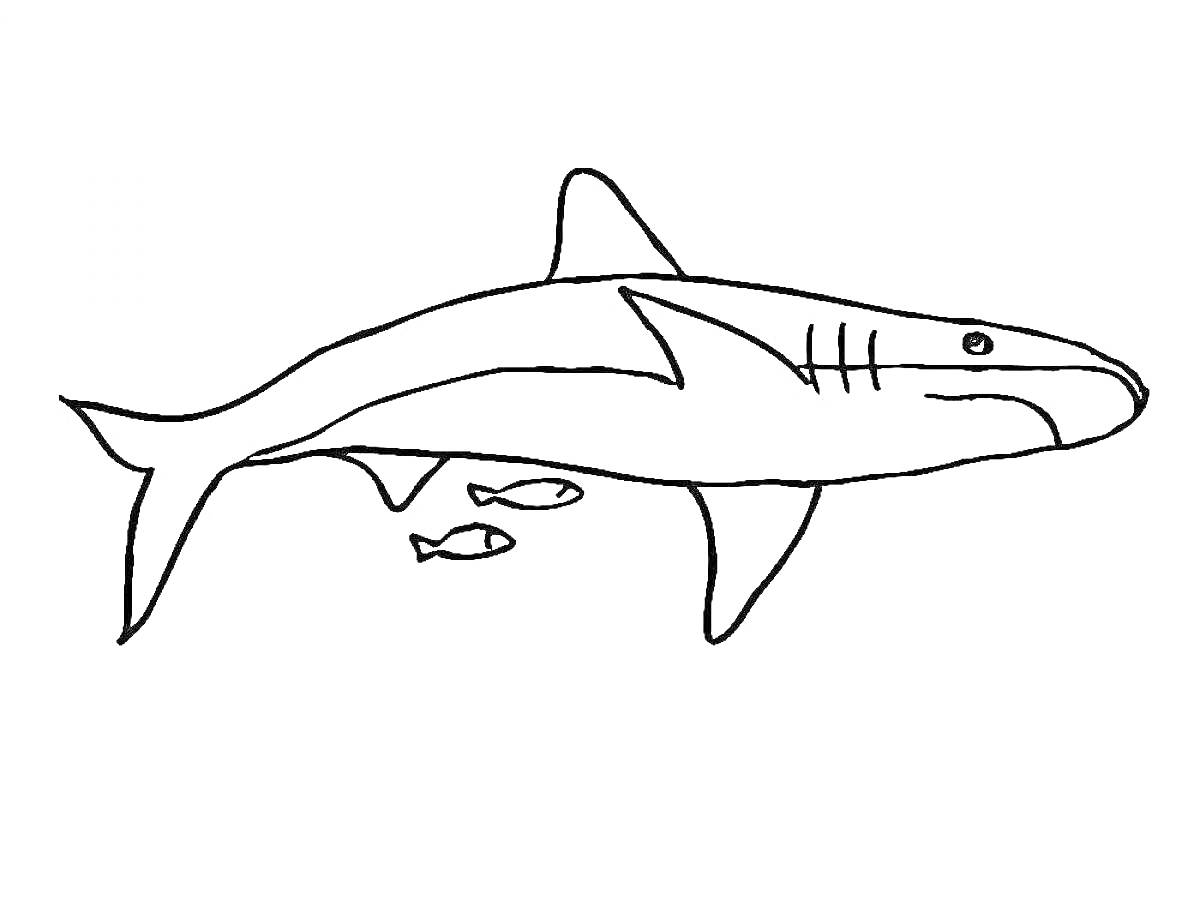 На раскраске изображено: Морская жизнь, Подводный мир, Для детей, Акулы, Рыба