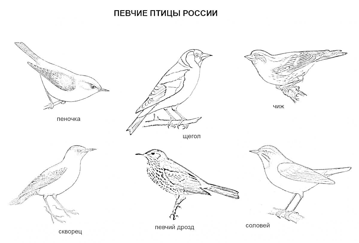 На раскраске изображено: Зимующие птицы, Природа