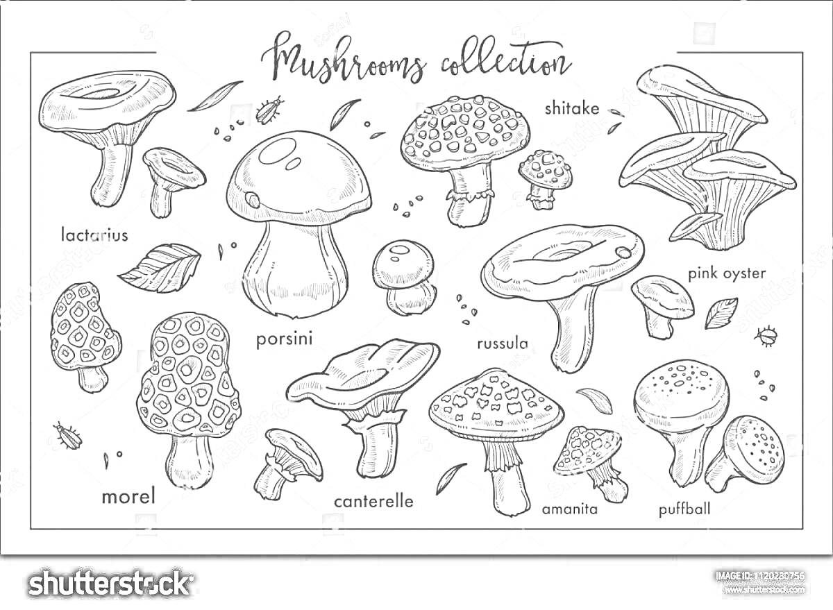 Mushrooms collection - Lactarius, Porcini, Shiitake, Pink Oyster, Morel, Chanterelle, Russula, Amanita, Puffball