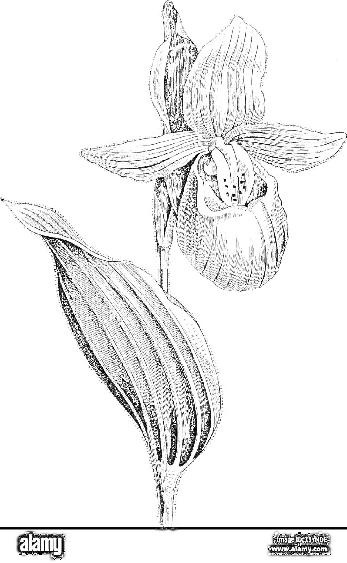 Раскраска Чёрно-белая раскраска цветка венерин башмачок с одним цветком и одним листом