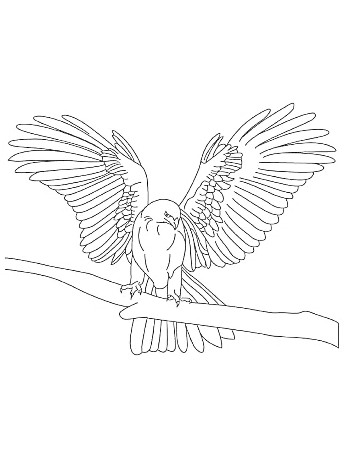 На раскраске изображено: Сокол, Птица, Ветка, Крылья, Природа