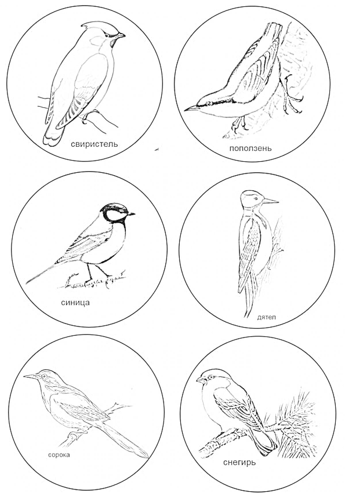 свиристель, поползень, синица, дятел, сойка, снегирь