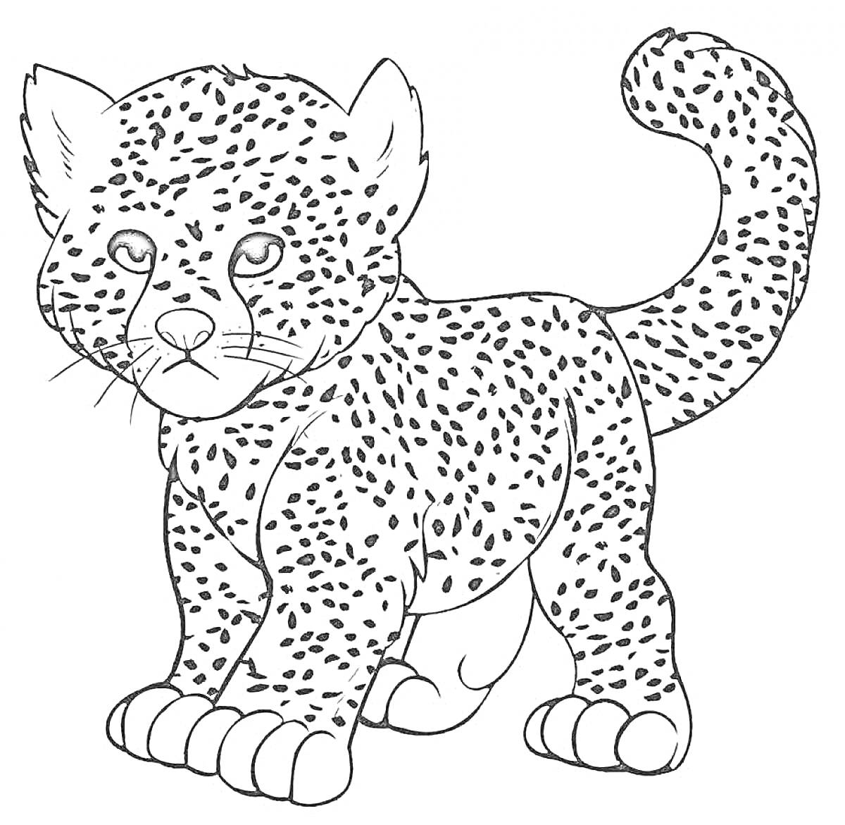 Раскраска Леопард с пятнистой шкурой