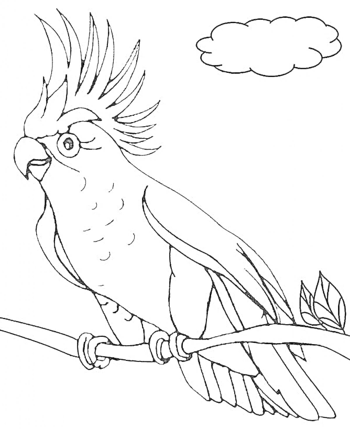Раскраска попугай на ветке с листьями и облако