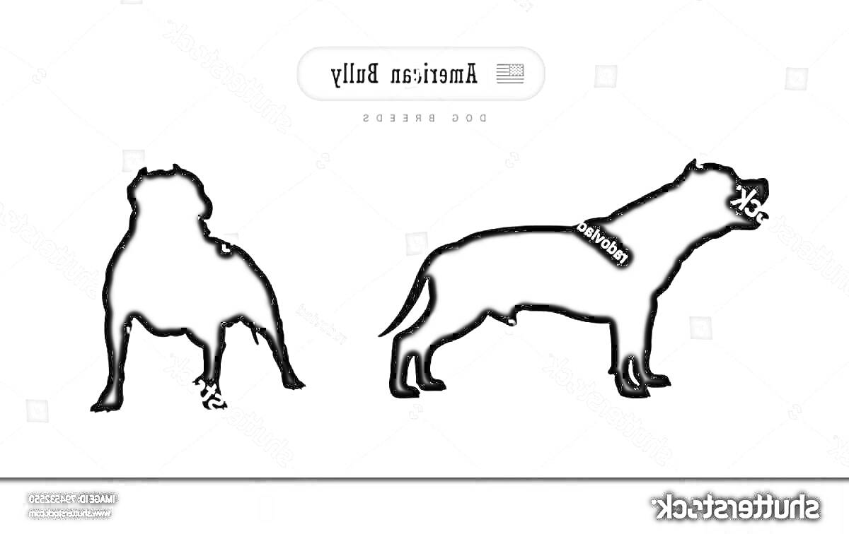 Раскраска Силуэты американского булли, вид спереди и в профиль, название породы