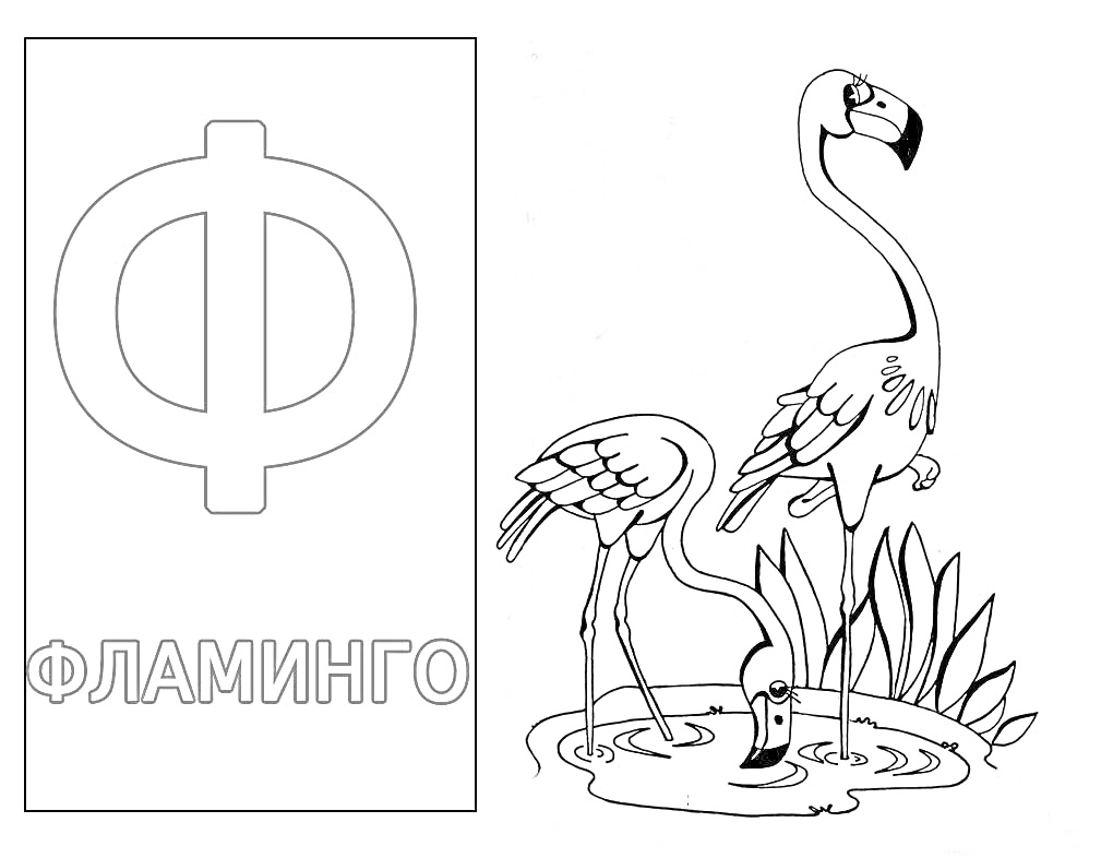 На раскраске изображено: Буква Ф, Фламинго, Вода, Растительность, Алфавит, Учебное пособие