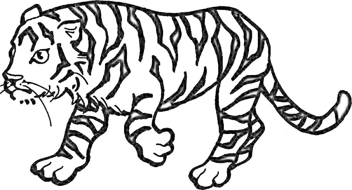 На раскраске изображено: Тигр, Полосы, Дикие животные, Животные, Контурные рисунки