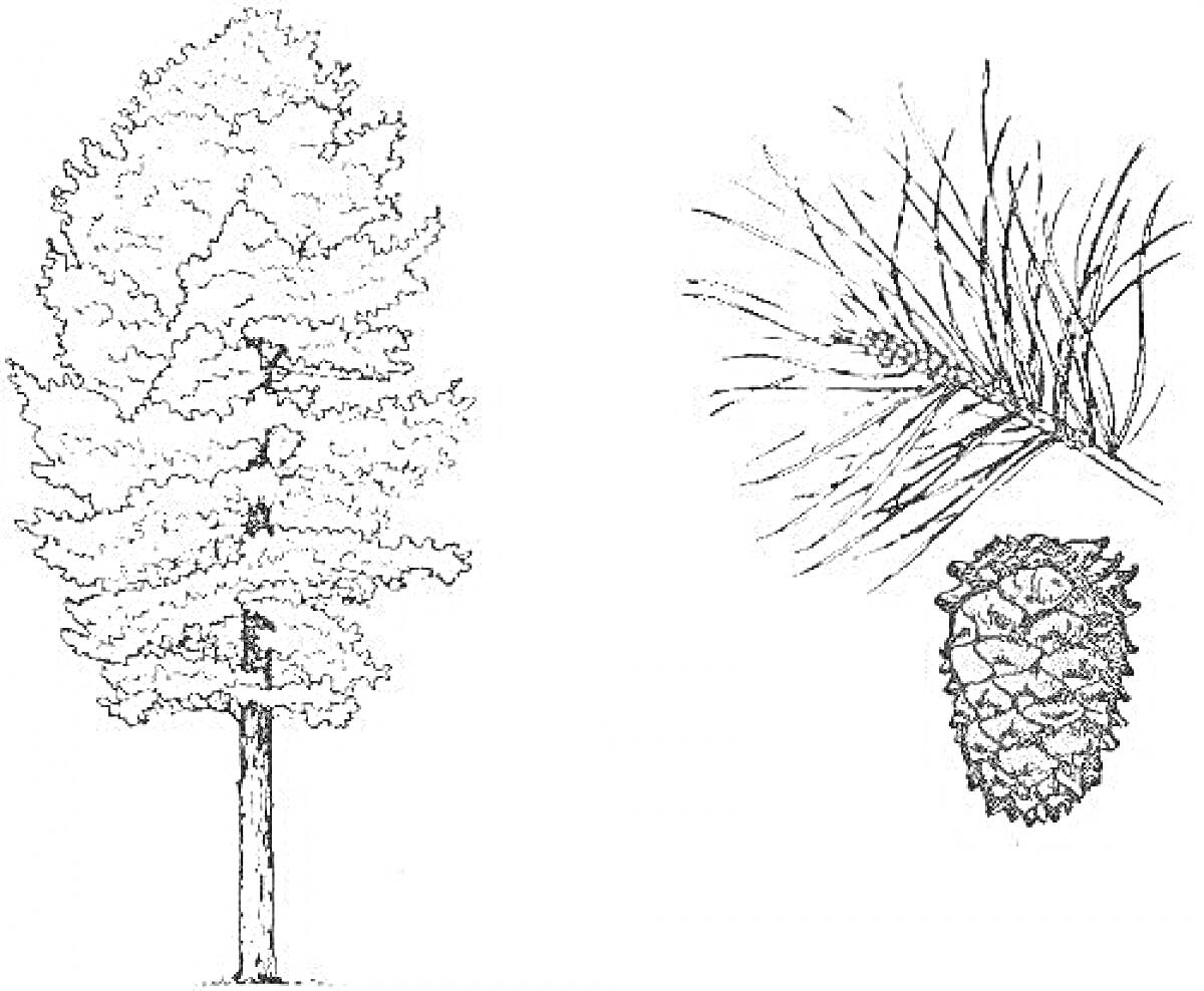 На раскраске изображено: Кедр, Хвоя, Природа, Ботаника, Детский досуг