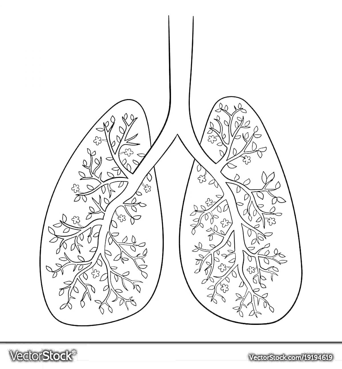 Раскраска Раскраска с изображением человеческих легких и ветвистой структуры бронхов