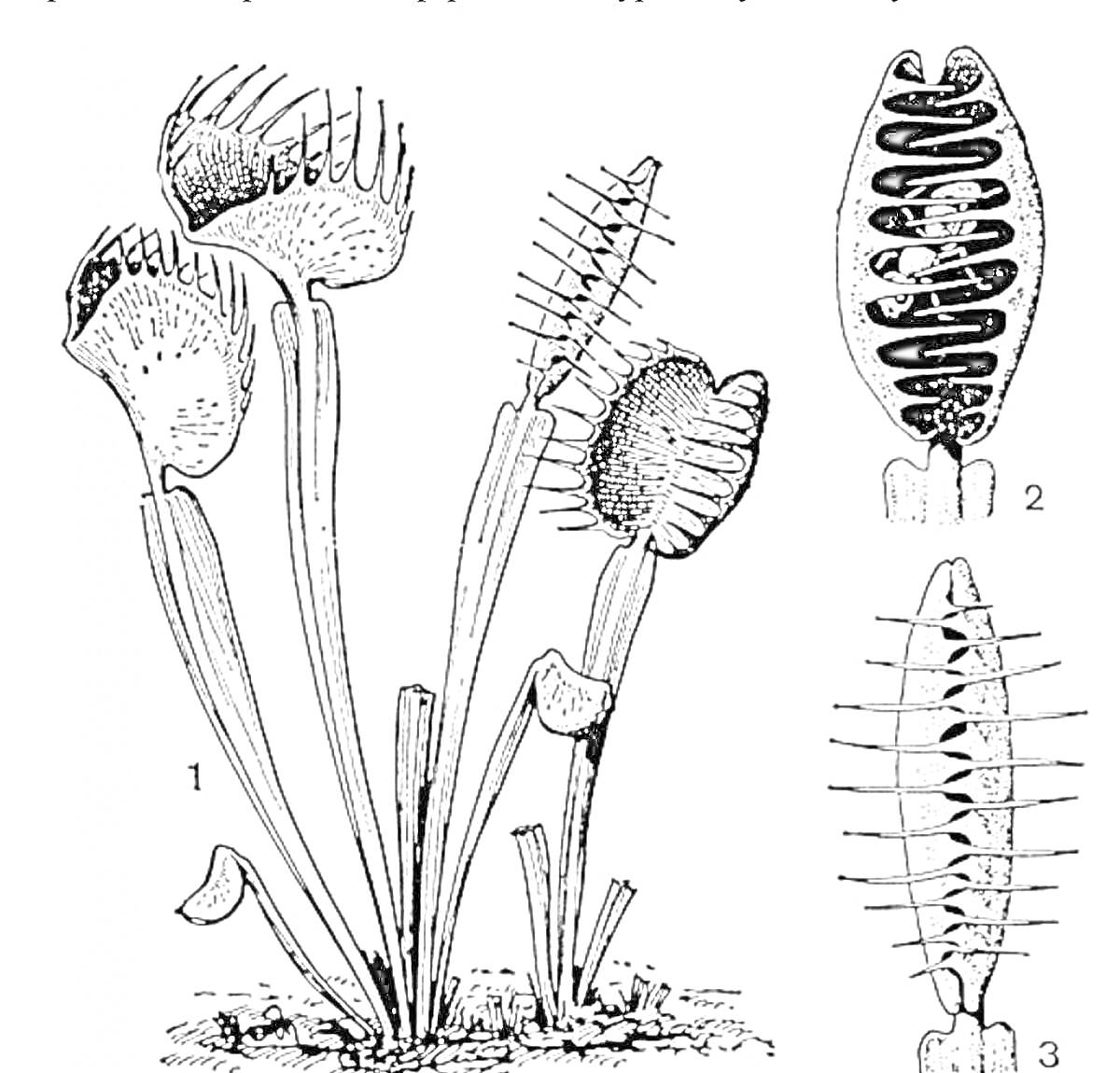 На раскраске изображено: Венерина мухоловка, Ловушка, Разрез, Ботаника, Насекомоядное растение, Природа