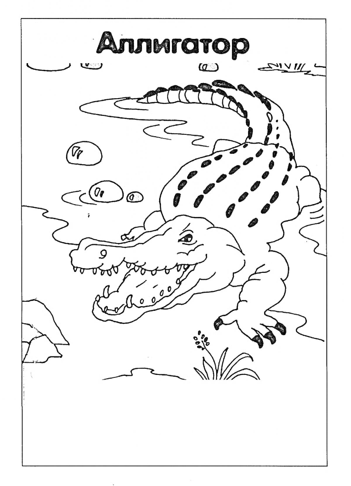 Аллигатор в джунглях с травой, камнями и водой