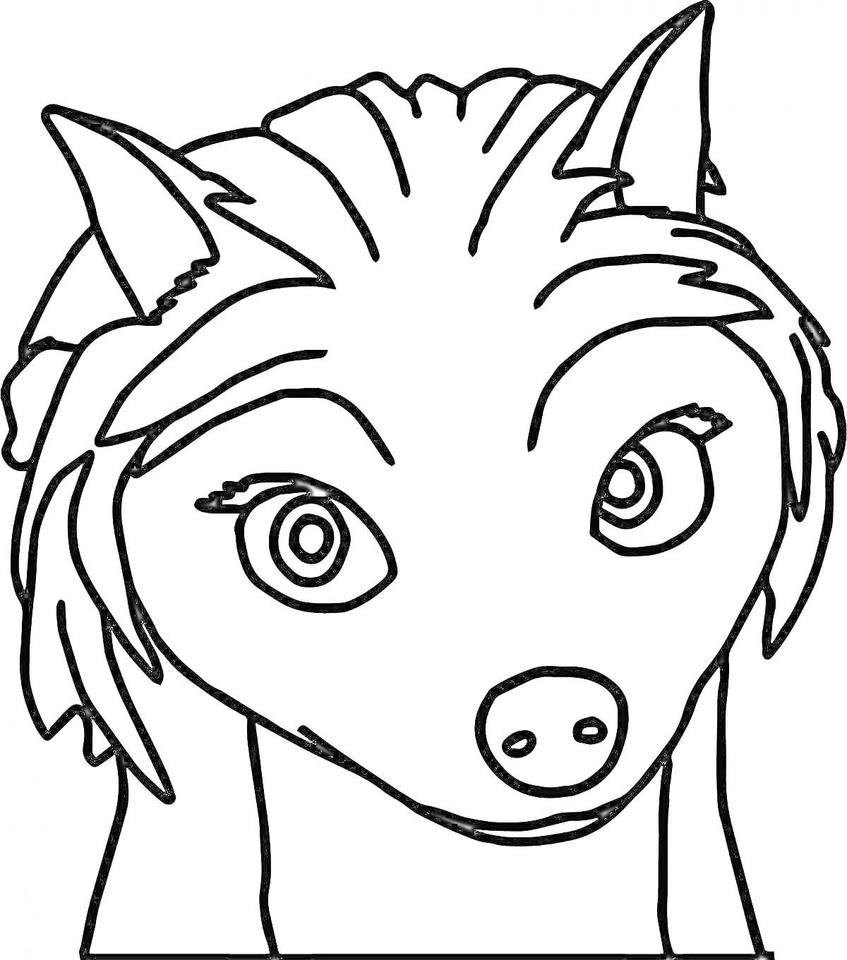 Раскраска Лицо альфа-волка, крупный план с большими глазами и большими ушами