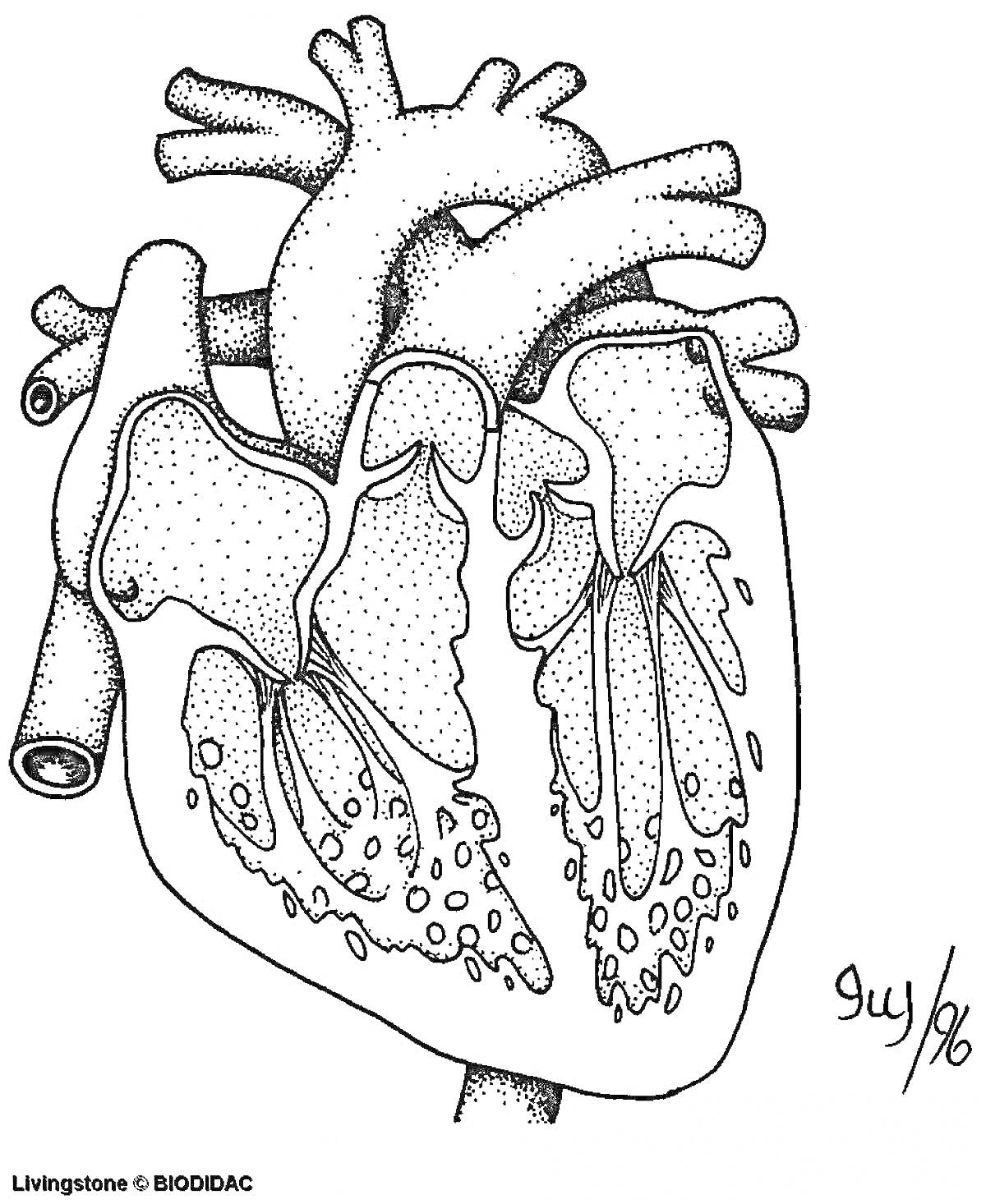 Раскраска анатомическая раскраска с изображением сердца человека, изображены внутренние структуры сердца, включая крупные артерии и вены, камеры сердца, предсердия и желудочки
