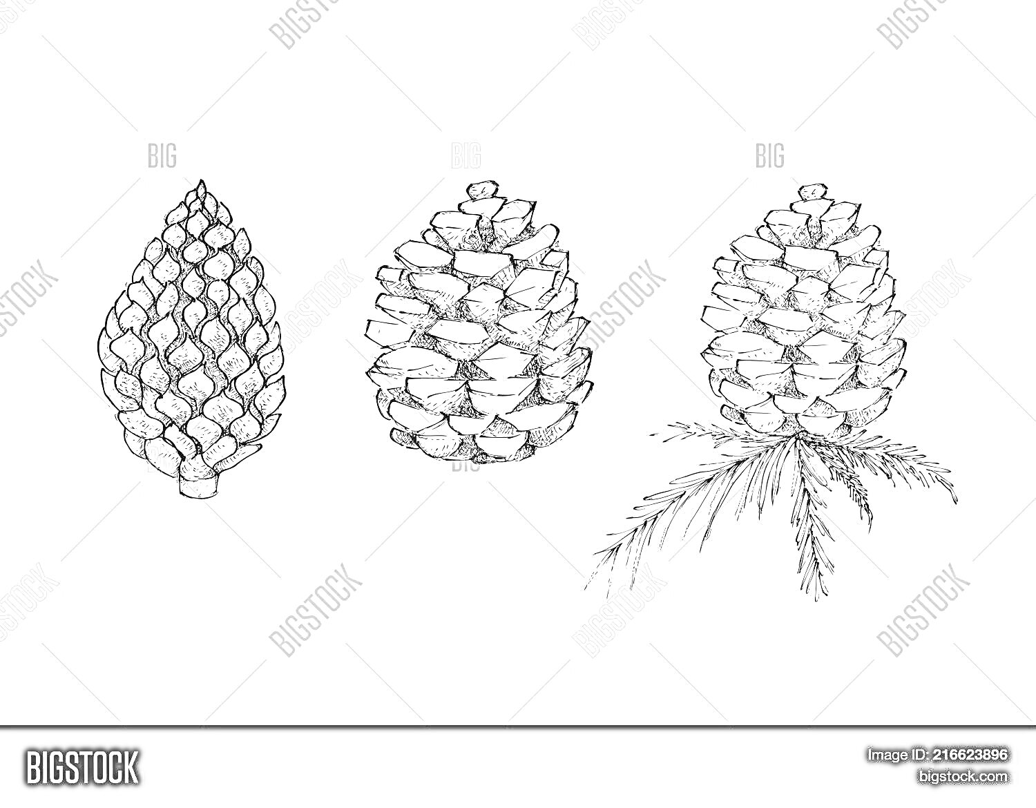 Раскраска Три изображенных еловых шишки - одна без веток, одна с веткой