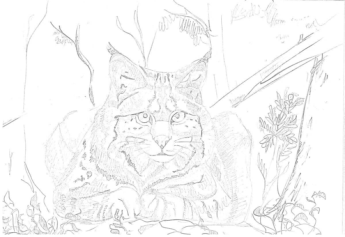 На раскраске изображено: Лес, Деревья, Растительность, Природа, Дикая кошка