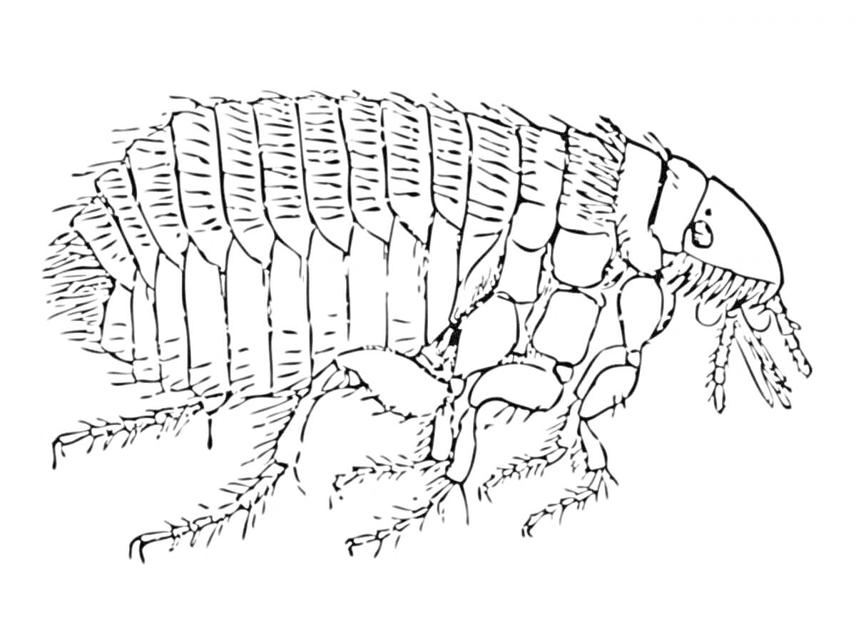 Блоха с сегментированным телом и лапками, рисунок для раскрашивания