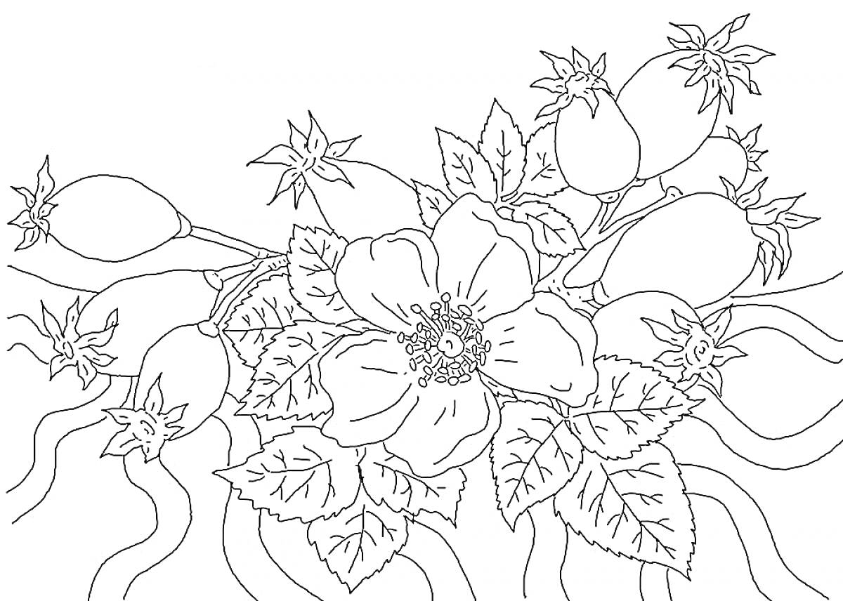 Раскраска Цветок шиповника с листьями и плодами