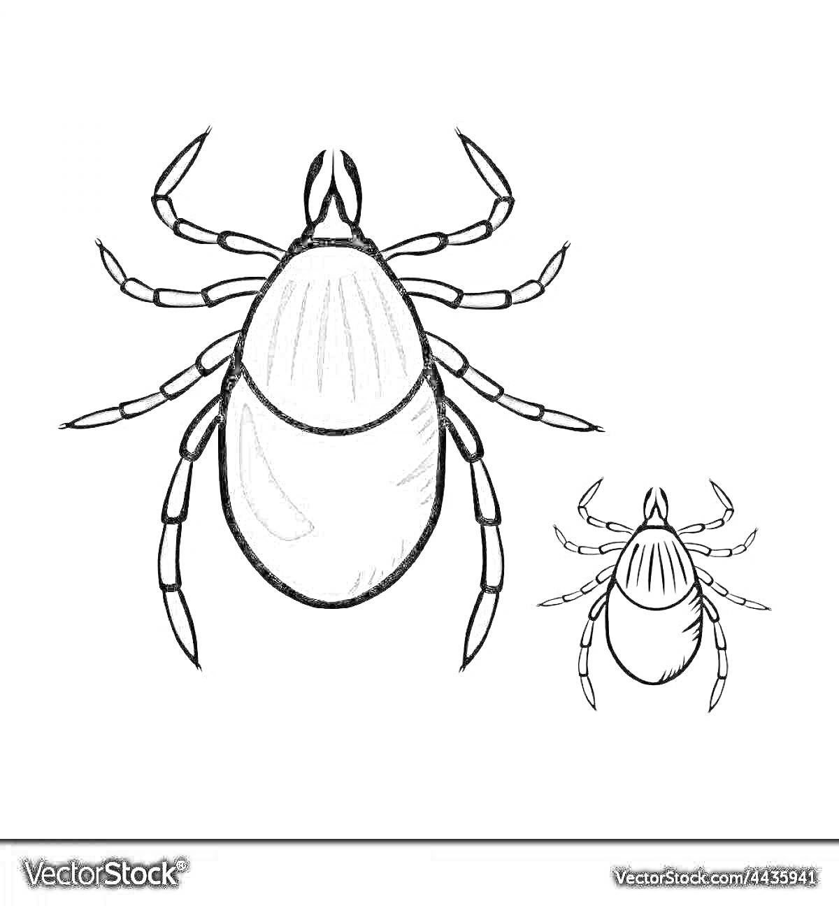Клещ – черно-белая раскраска с крупным изображением клеща и его контуром