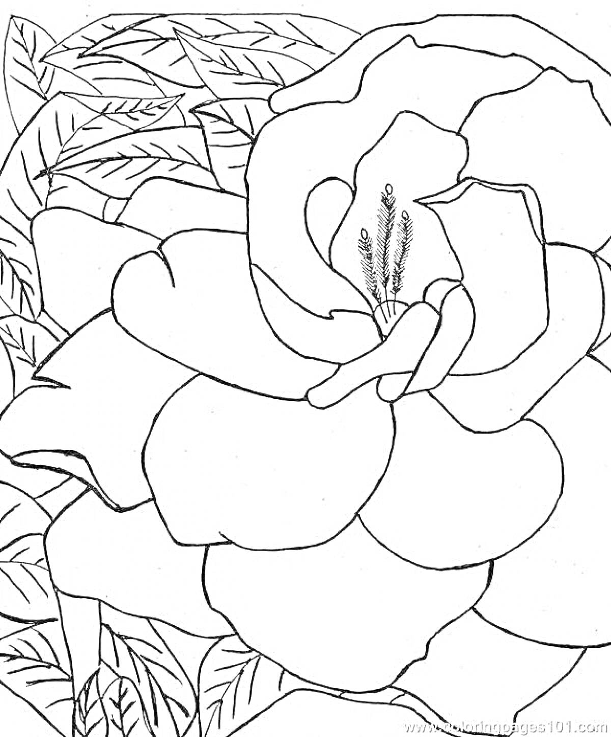 Раскраска Крупный цветок с листиками в окружении