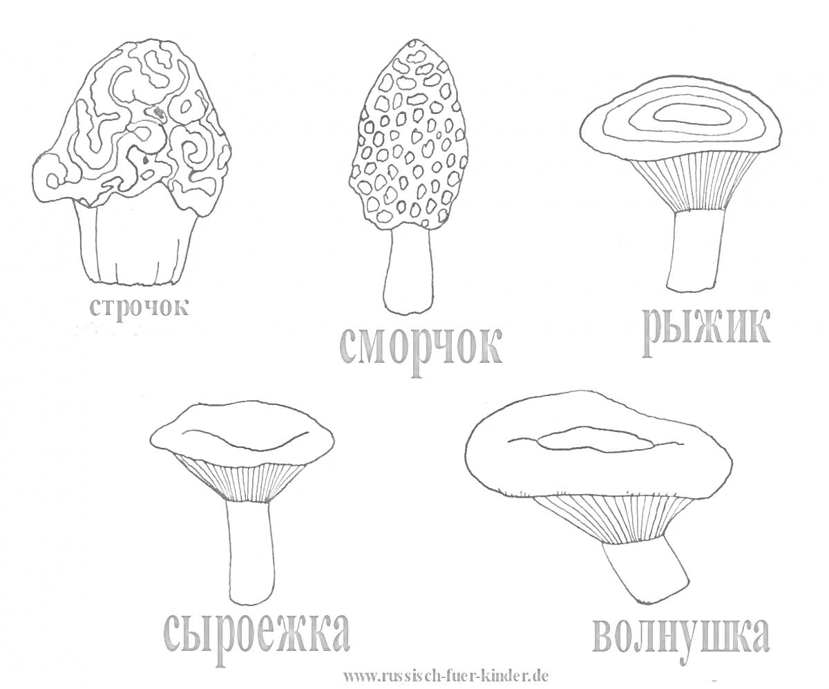 Раскраска строчок, сморчок, рыжик, сыроежка, волнушка