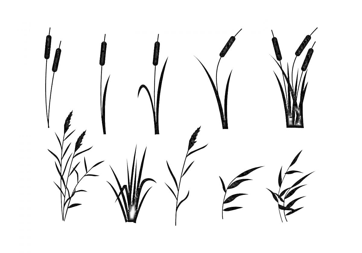 На раскраске изображено: Камыши, Листья, Соцветия, Природа, Растения, Учеба