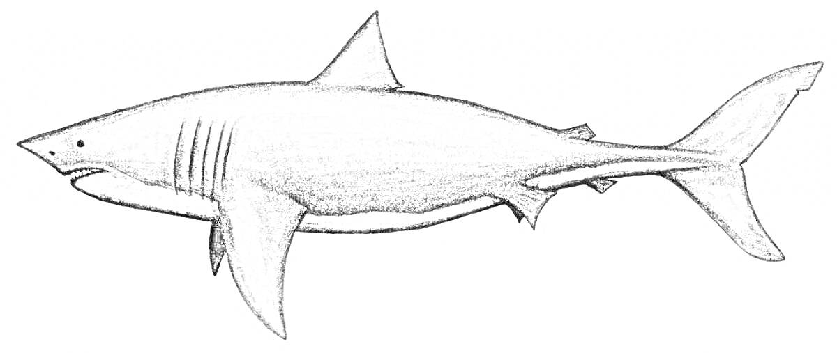 Раскраска Акула мегалодон, изображение полной рыбы сбоку, видны плавники и хвост, черно-белая раскраска
