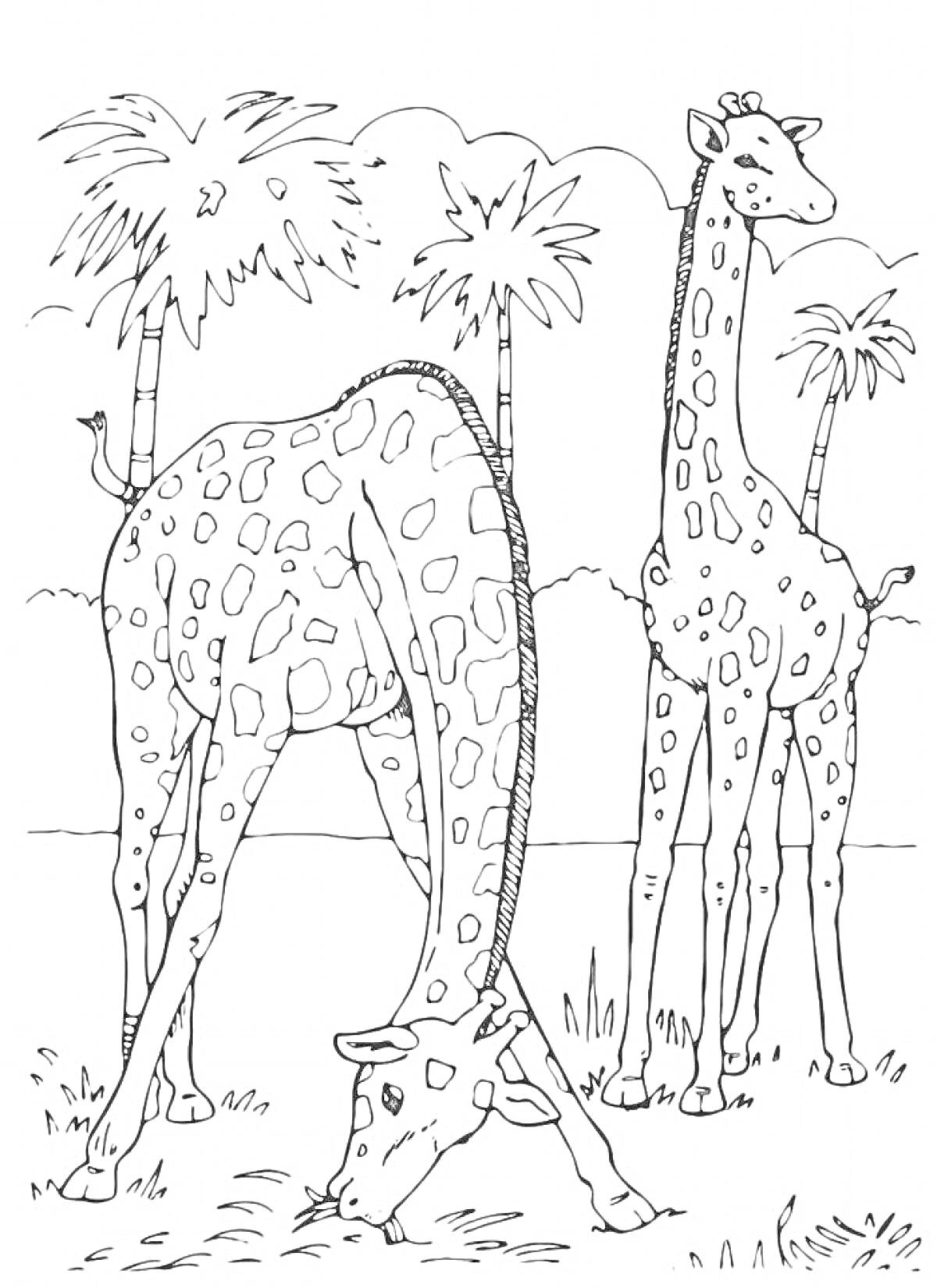 Раскраска Два жирафа под пальмами на лугу