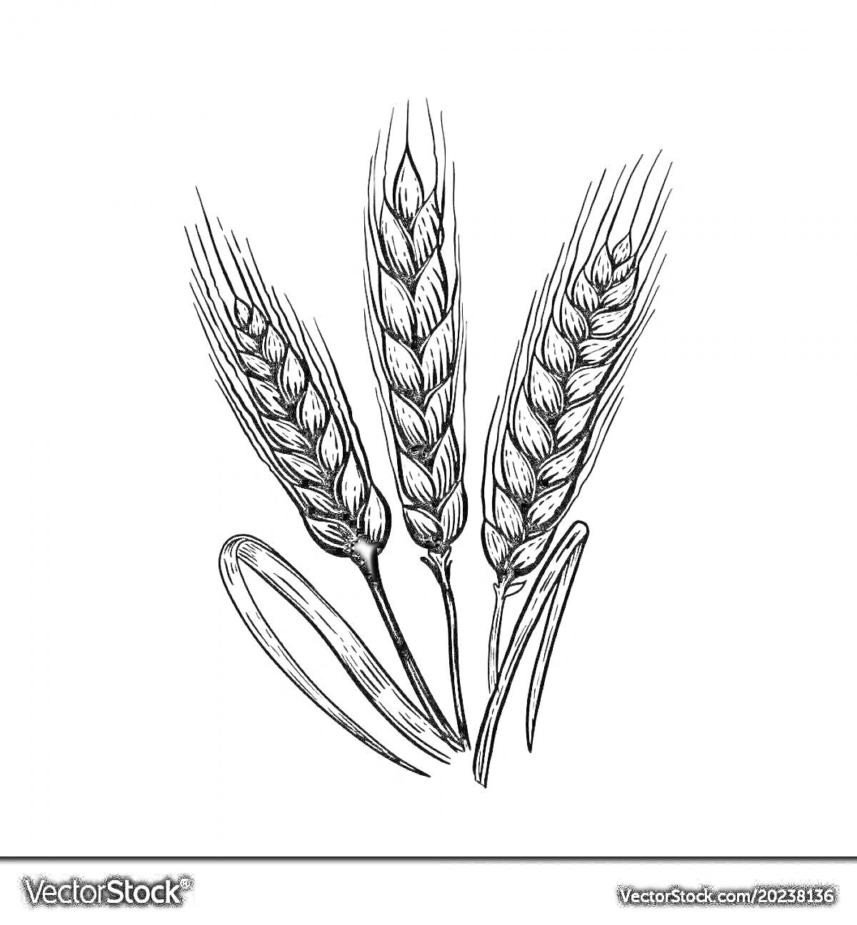 Раскраска Колосья пшеницы с листьями