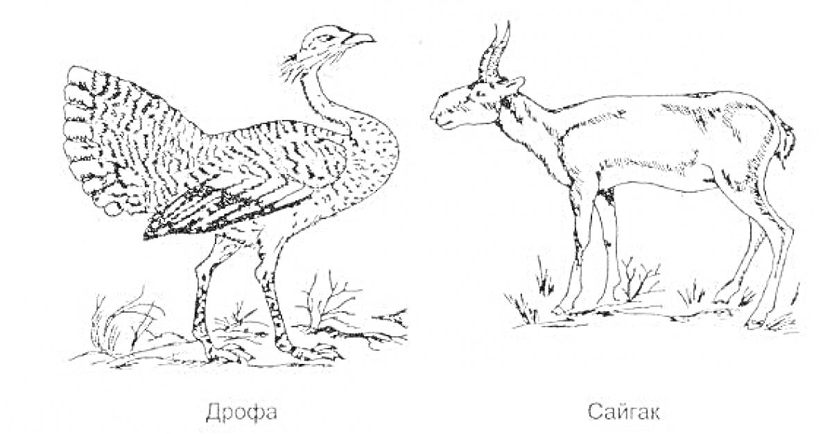 Раскраска Дрофа и Сайгак на траве