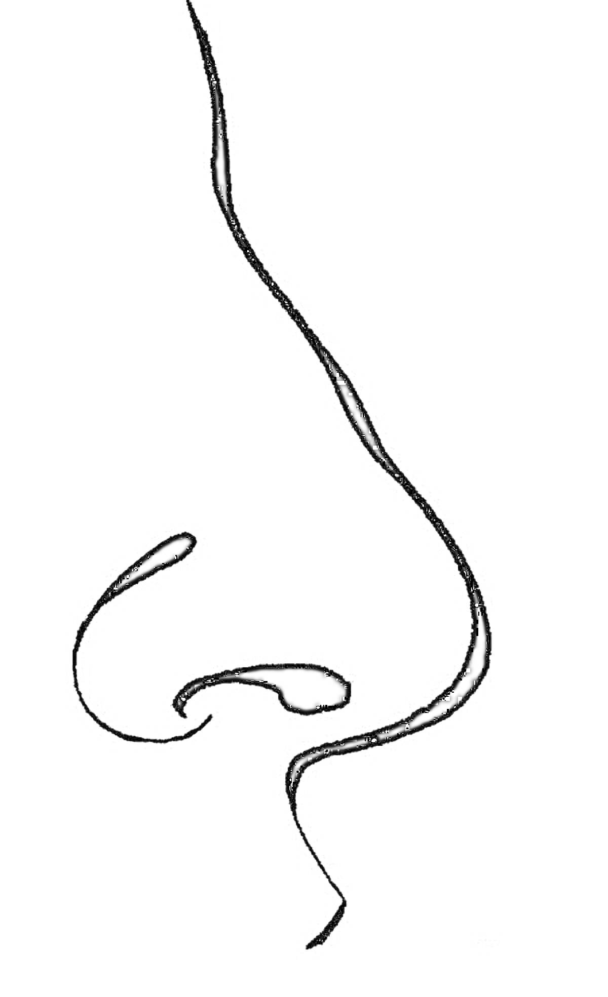 Раскраска Линия носа