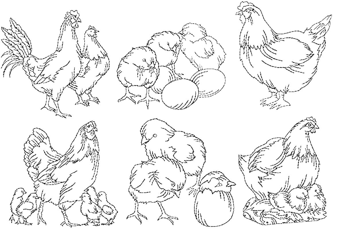 На раскраске изображено: Цыплята, Яйца, Ферма, Домашние животные, Для детей, Птица, Птенец, Курицы