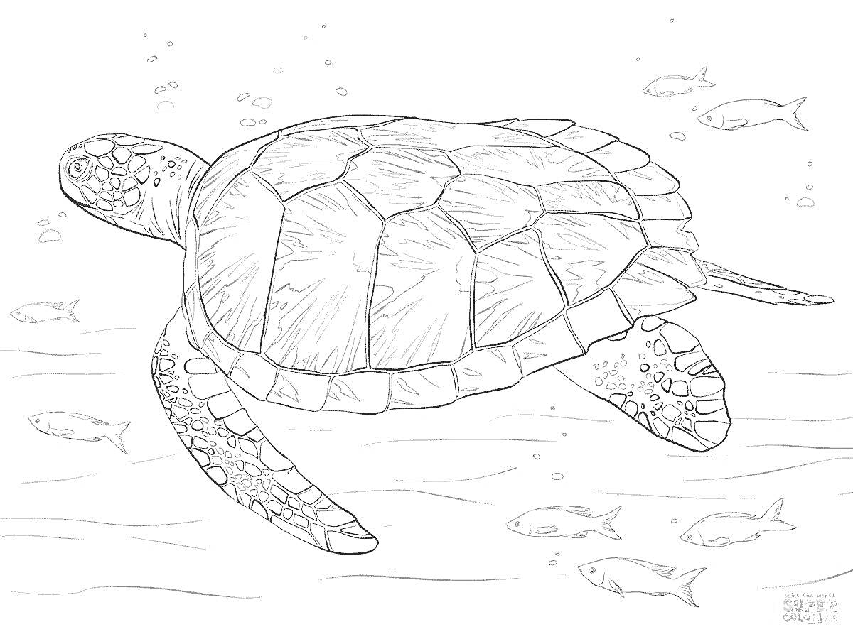 На раскраске изображено: Черепаха, Морская черепаха, Подводный мир, Морская жизнь
