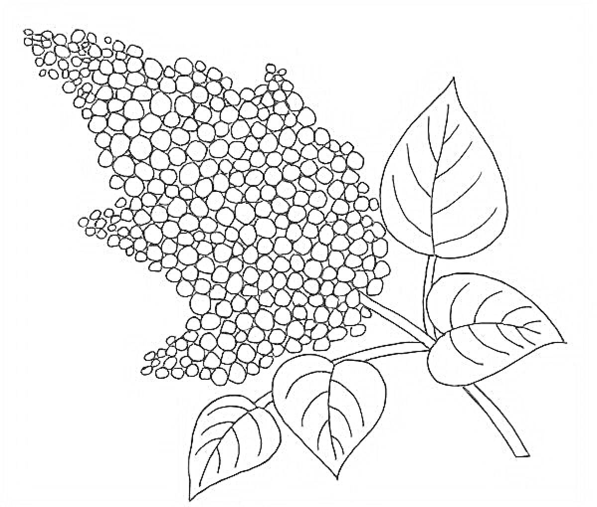 Раскраска Веточка сирени с листьями