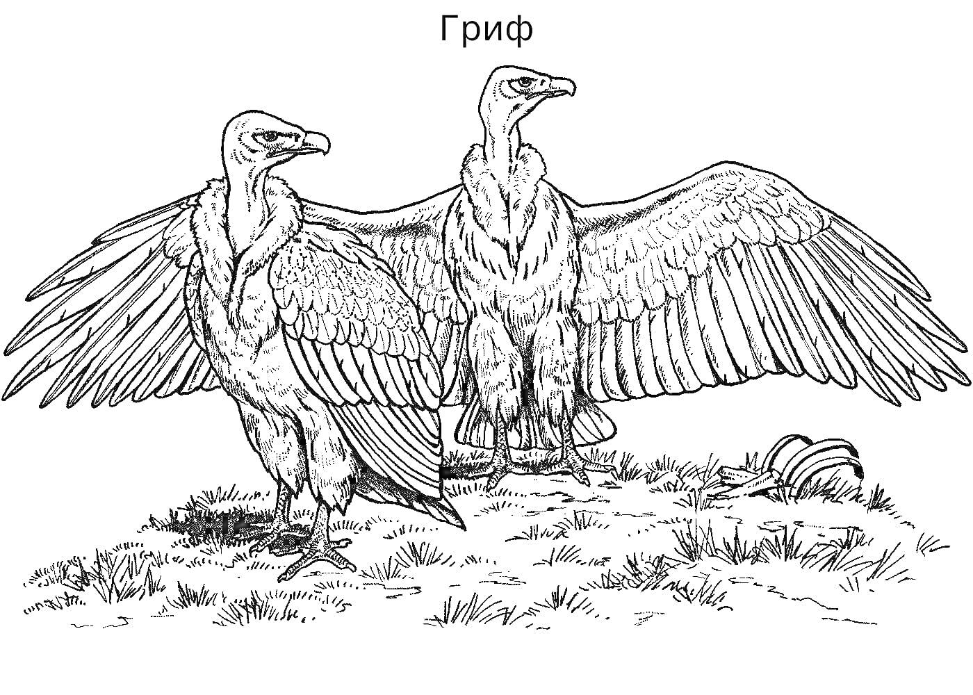 На раскраске изображено: Гриф, Трава, Расправленные крылья, Птица
