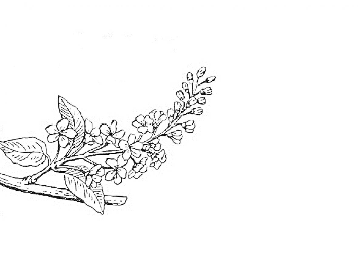 Раскраска Ветка черемухи с листьями и цветами