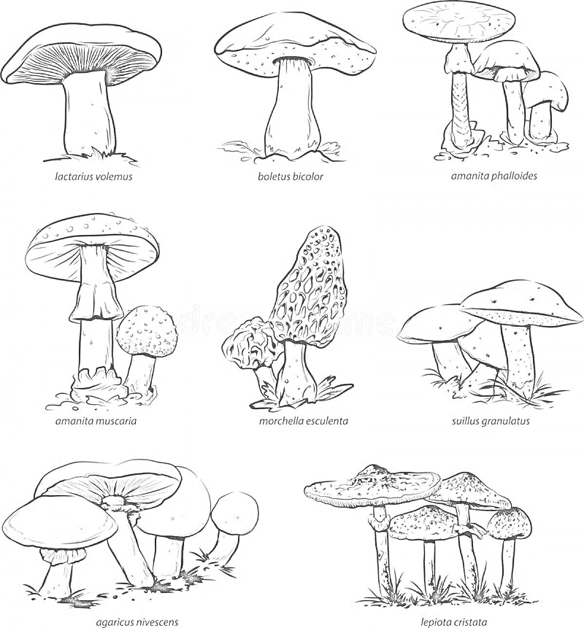 Раскраска Отравленные грибы с названиями: Cortinarius rubellus, Boletus satanas, Amanita phalloides, Amanita muscaria, Morchella esculenta, Paxillus involutus, Agaricus xanthodermus, Inocybe patouillardii